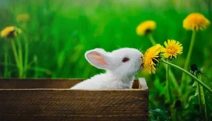 上证资产支持证券指数报142.77点